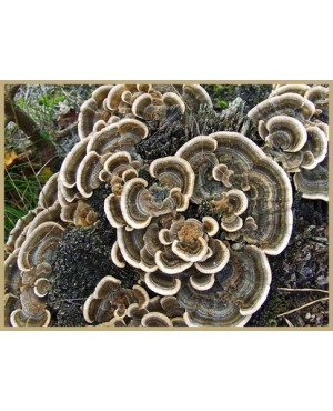 Coriolus versicolor 